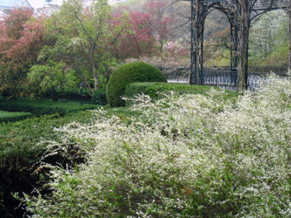 Central Park Ramble Rustic Features Forever Green credit Central Park Conservancy